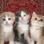 سكوتش فولد قطط للبيع مكة انثى ذكر برتش شورت هير ستريت شيرازي