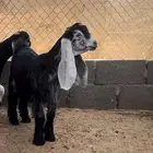 جفره عارضيه خصم