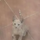 فط بلدي للتبني