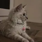 قط للبيع