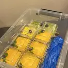 ترافل منجا   ماتشا