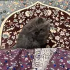 قطه للبيع