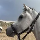 حصان شعبي شيخخ