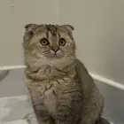 قطه أنثى سكوتش فولد للبيع