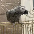 ببغاء كاسكو سوبر جامبو أليف