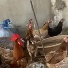 دجاج للبيع