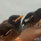 فرخين طيور مينا