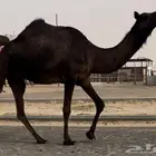 مجهم لقحه