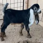 تيوس عوارض فاخره رجاء خاص لا تبخس السلعه