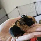 وبر   خنزير غيني