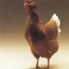 مطلوب دجاج لوهمان أو صيصان