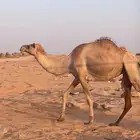 لقحه ذلول