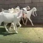 جفار مصريات بيض