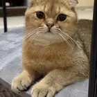 قط سكوتش فولد بيور للبيع