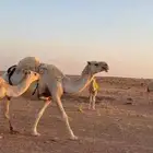 خلفه عونيه تحتها قعود سليمه عليها سوم 13.000 الف
