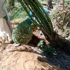 سلام عليكم زبائن الكرام يوجد لدينا نخل طيب وسعر مناسب