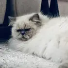 قطط للتبني