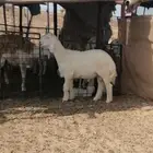 تم البيع