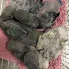 للبيع فروخ روز غر اللوان مشكله( تم البيع )