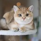 قطط قولد ستريت مستوى عالي