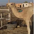 بكره للبيع مشروطه من العيوب