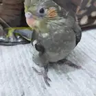 Canary chick for sale bird