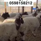 نعيم وحريات ونجدي حياكم الله موقعنا الدمام قرب حي فرسان