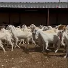 معزا مطورة طيبه