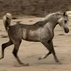 حصان شعبي