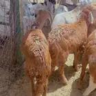 خرفان سواكن جبر مرابي 4 شهور علف طيب لحمه طيبه شرط