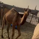 للبيع قعود الصفر