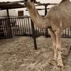 قعود للبيع على السوم