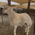 خروف مشروط من جميع العذاريب للبيع سنه ثني