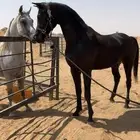 حصان فاخر
