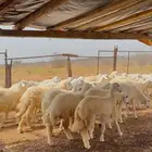 رخال حريه نظيفه وطيبه للبيع