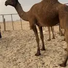 بكره الموقع جنوب جده القوزين