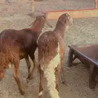 خرفان سواكن جبر مرابي 6 شهور يوجد حجز للزوجات