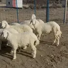 بهم تربية نظيف