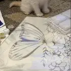 قطط للبيع