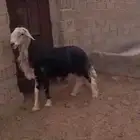 خروف نجدي فحل ( الشملي )