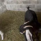عنز عارضيه متاوم