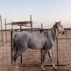 حصان شعبي للبيع