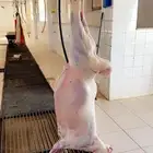 ذبايح برابر وحريات تمايم وثلاجه للبيع