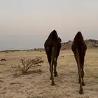 ناقه لقحه معها بنتها