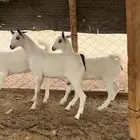 جفار