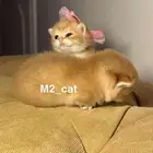 قطط سكوتش