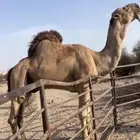 بعير منتج انتاجه فاخر جدا سليم شرط ضراب عشار هداوه سنه ناب