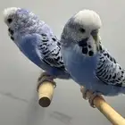 اجواز وفرايد للبيع بادجي انجليزي وهولندي وهوجو
