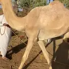 بكره جذعه للبيع جاهزه للضراب