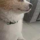 كلب بوكيمون للبيع